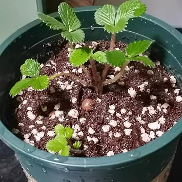 5 Quart Organic Perlite Horticultural Soil Amendment for Plants and Enhanced Drainage Enhanced Growth Organic Perlite Soil for Healthy Root Development