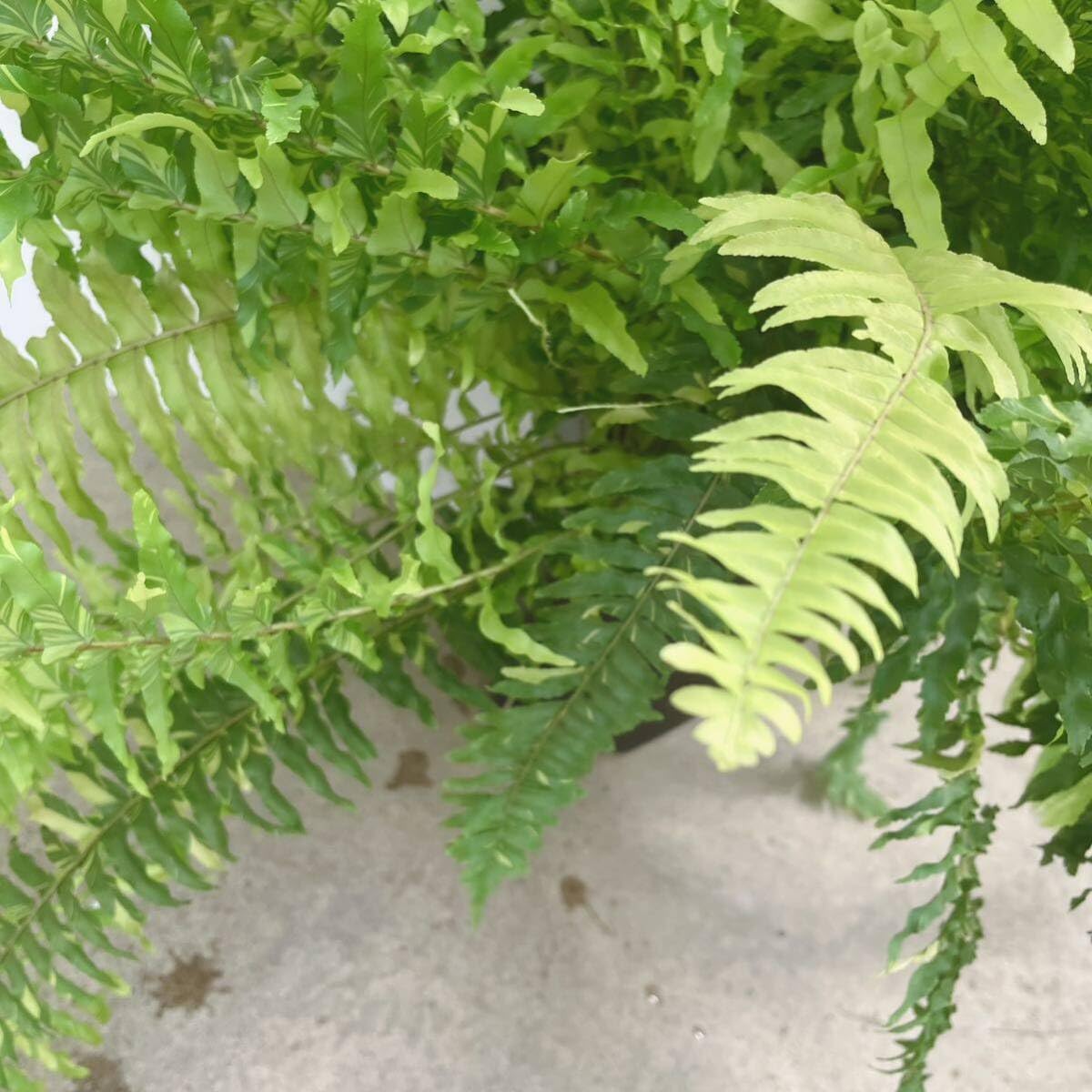 縦横それぞれ130cm～140cm・超特大ハッピーマーブル Amazon｜PLANCHU 観葉植物 ネフロレピス ハッピーマーブル 8号吊り鉢