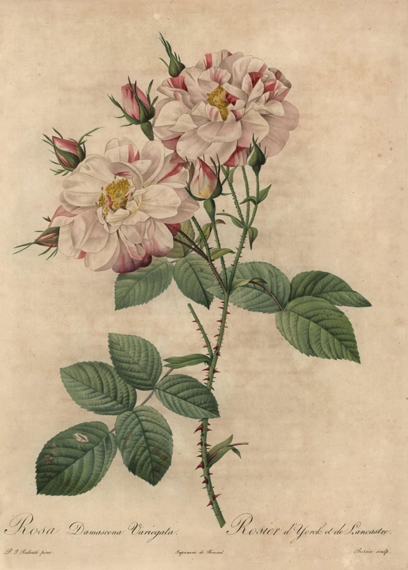 ARTXLXXBN Famous Prints Artwork Pictures Poster Painting Art Pink and white Damask rose Rosa damascena by Pierre Redouté Artwork Landscape Pictures for Home Decor 60x90cm