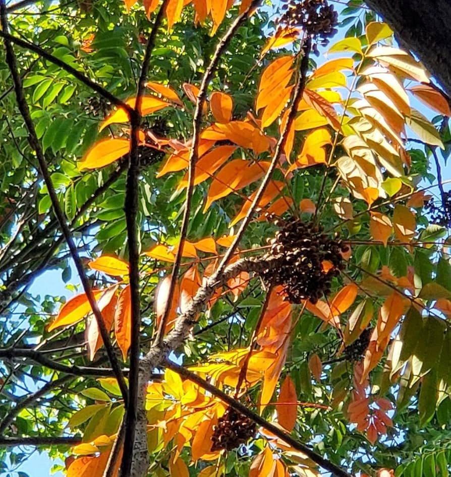 木の実 9/29 秋の木の実 : 八戸のセレクトショップK/Cカンパニーのブログ