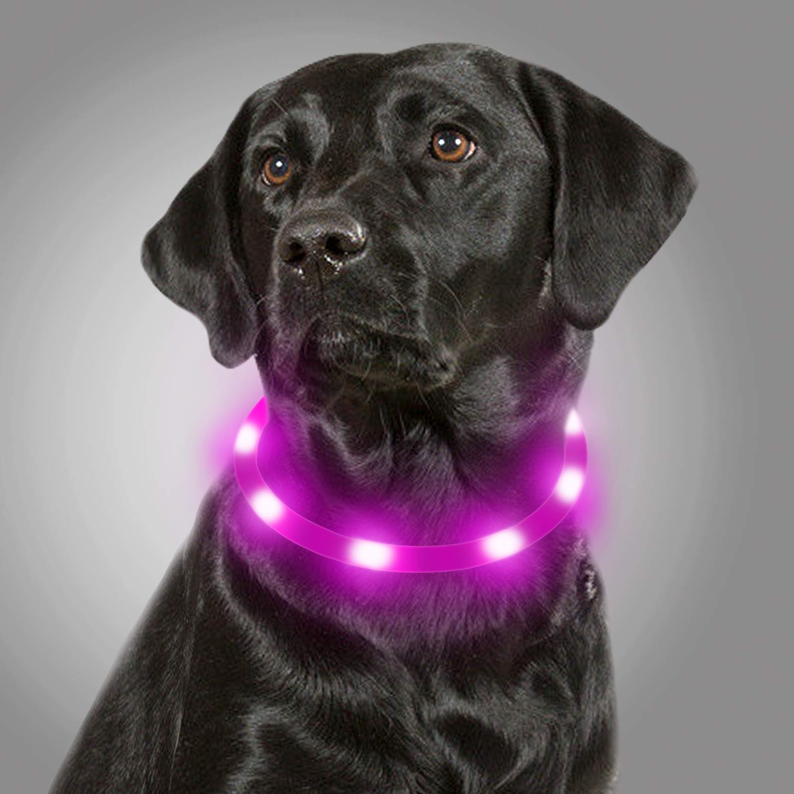 Joytale LED Dog Collar,USB Rechargeable Light Up Dog Collars for Night Safety,Glowing in The Dark Collar for Small Medium Large Dogs, Purple