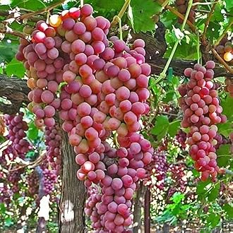 Grapes plant grafted for hot climate Pack of 1 live plant