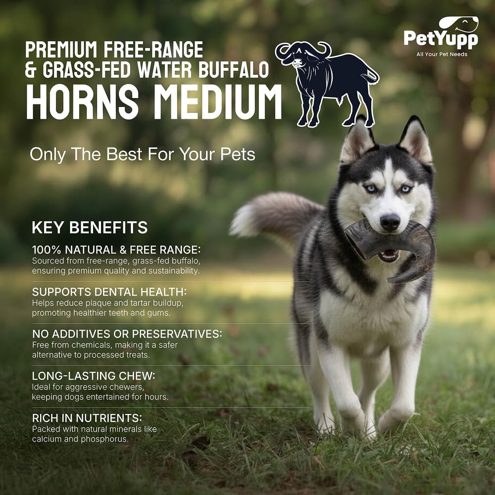 3 Water Buffalo Horns for Dogs Medium - Natural & Long Lasting Dog Chews for Medium Breed Dogs - Durable Buffalo Horn Chews for Aggressive Chewers - Support Dental Health & Chewing Exercise