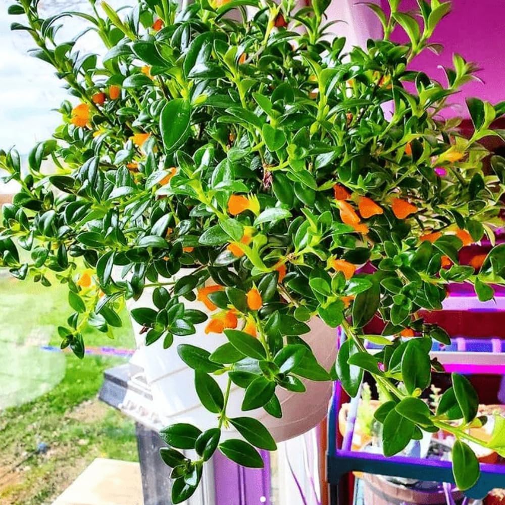 2 Goldfish Plants Live Houseplant, 4 Inch Potted Trailing Goldfish Vine with Orange Blooms, Ideal for Hanging Baskets or Home Décor