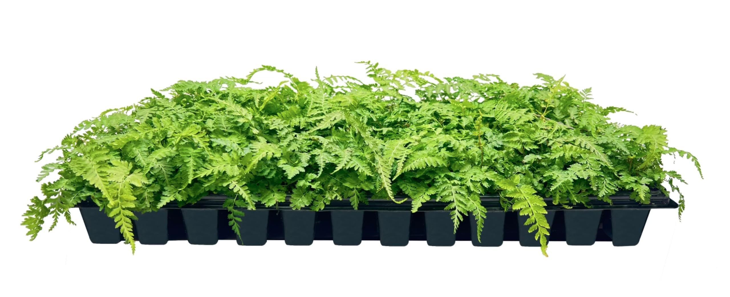 Florida Foliage Japanese Painted Fern 3-Pack