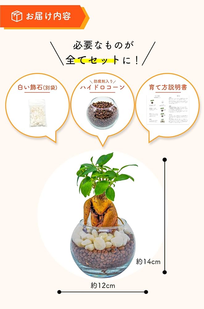 Amazon|ガジュマル (多幸の木/金のなる木) 観葉植物 【初心者でも簡単 Amazon|ガジュマル (多幸の木/金のなる木) 観葉植物 【初心者でも簡単