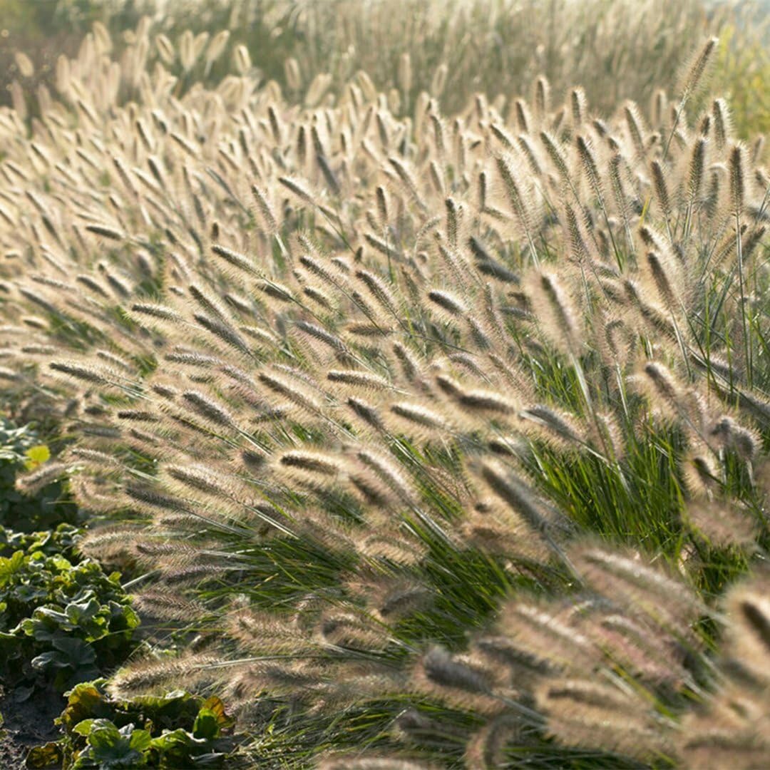 Plants by Frank Pennisetum Alopecuroides Hameln, 24 Stück, Ø 9 cm | Lampenputzergras Pflanzen, Bodendecker Winterhart Mehrjährig, Federborstengras, Stauden, Ziergräser, Topf 9 cm, Höhe: 15 cm
