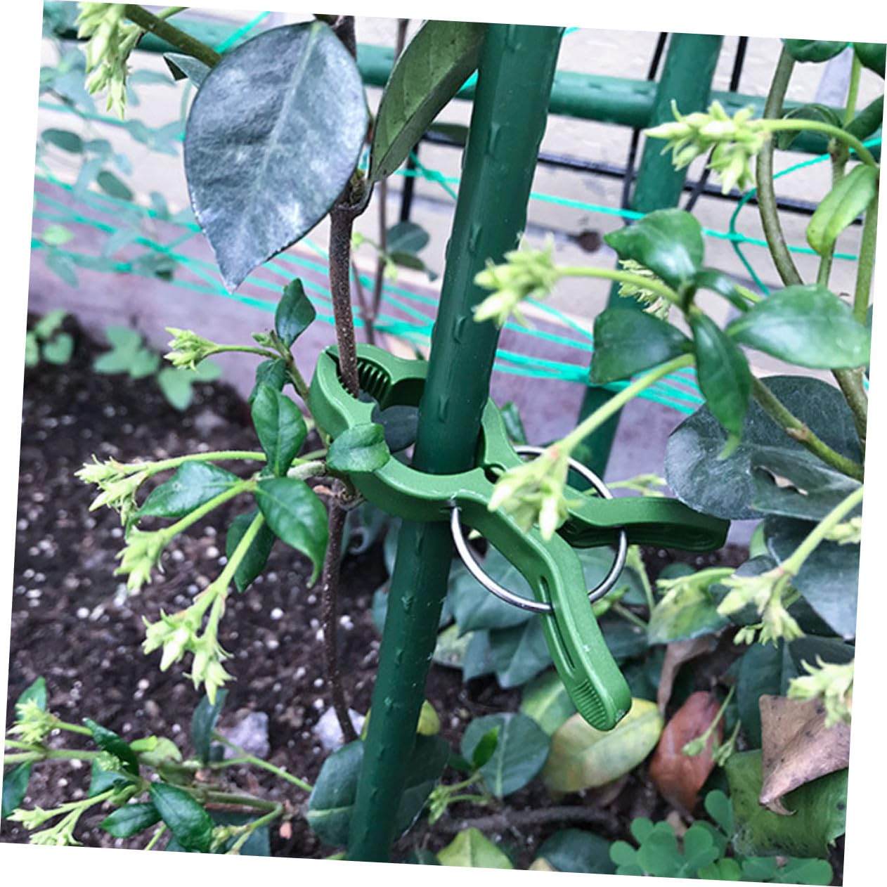 NOLITOY 60 Piezas Clips de Soporte para Plantas de Jardín Pinzas Resistentes para Tomates y Orquídeas Fijación Segura para Tallos y Enredaderas para Cultivo y Jardinería Doméstica