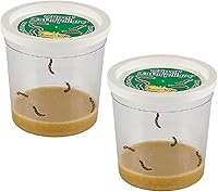 Vista 10 de Insect Lore Taza de Orugas Básica – 5 Orugas Vivas de Dama Pintada con Comida – Kit de Recarga para Hábitat de Jardín de Mariposas – Actividad