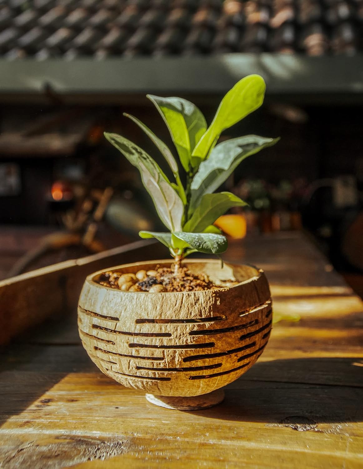 Rainforest Bowls Set of 4 Horizons Coconut Planters w/Drainage Hole- Perfect for Succulents, Flowers, Small Plants, Indoor & Outdoor Gardens- Handcarved by Artisans, Eco-Friendly & Sustainable
