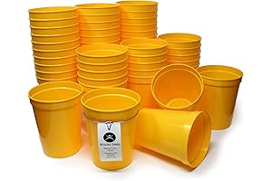 Rolling Sands Stadium Cups