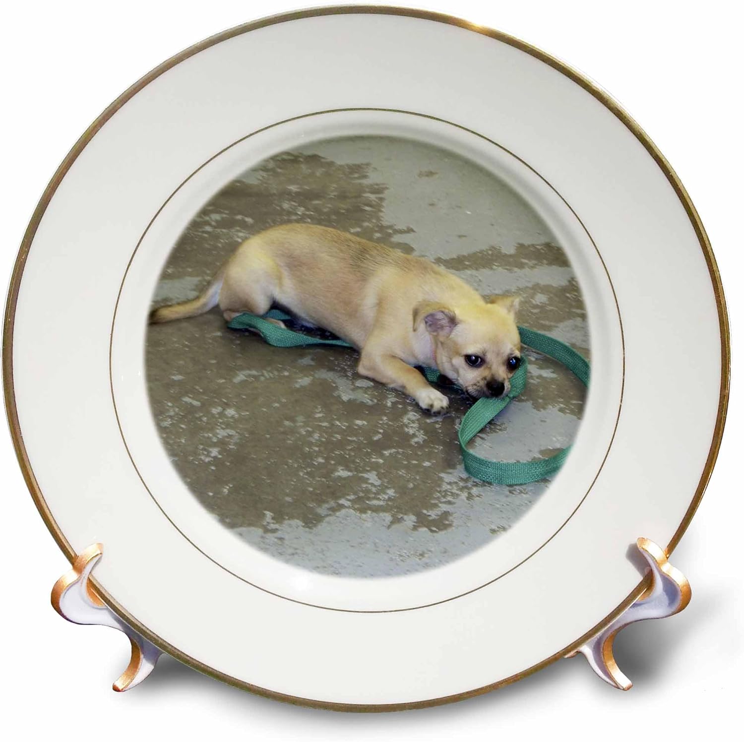 ジャッキー・Popp Wildlife N Natureパグ犬 – チワワ – プレート 8