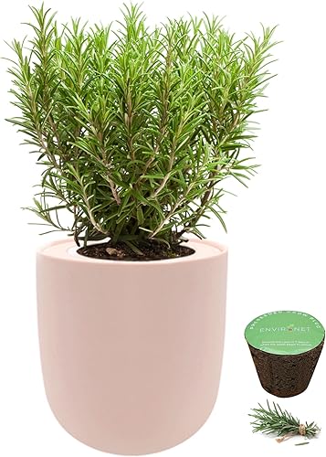 Miniatura 10 de Environet Kit de cultivo de hierbas hidropónicas, kit de iniciación de jardín de hierbas de cocina con riego automático con maceta de cerámica rosa