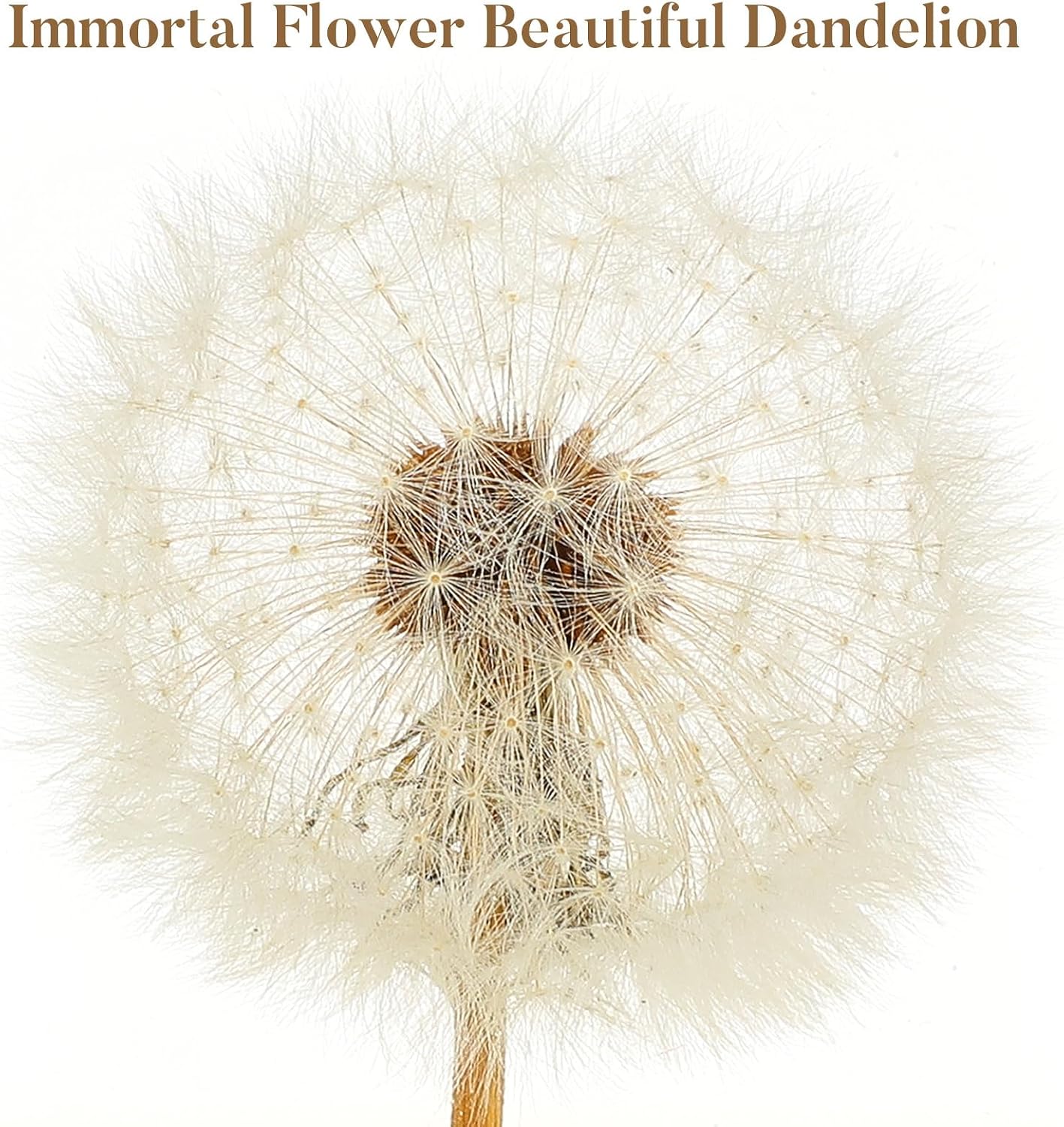 Real Dandelion Specimen in Crystal Clear Resin Cube, 2 Inch 3D Preserved Dandelion Puff Paperweight with Wooden Box, Natural Plant Decor for Home Office Gift