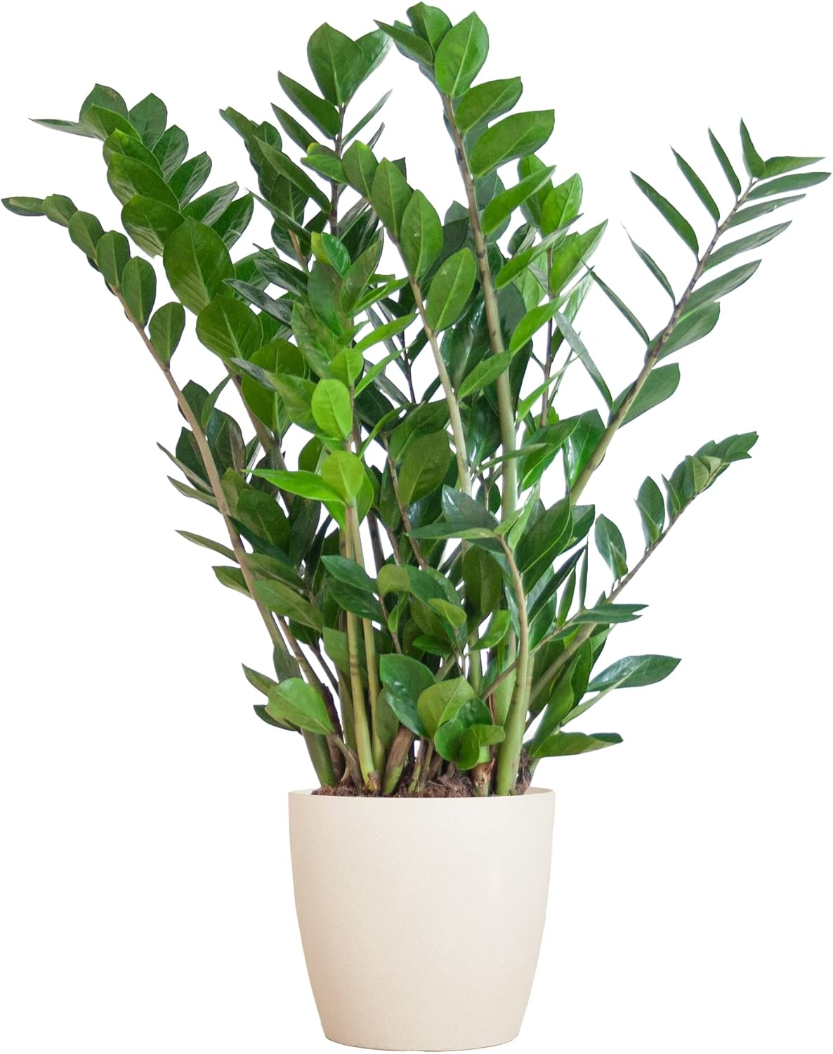 BloomPost Zamioculcas Zamiifolia 7080 cm + Bio Pot Indoor Plant Low Maintenance House