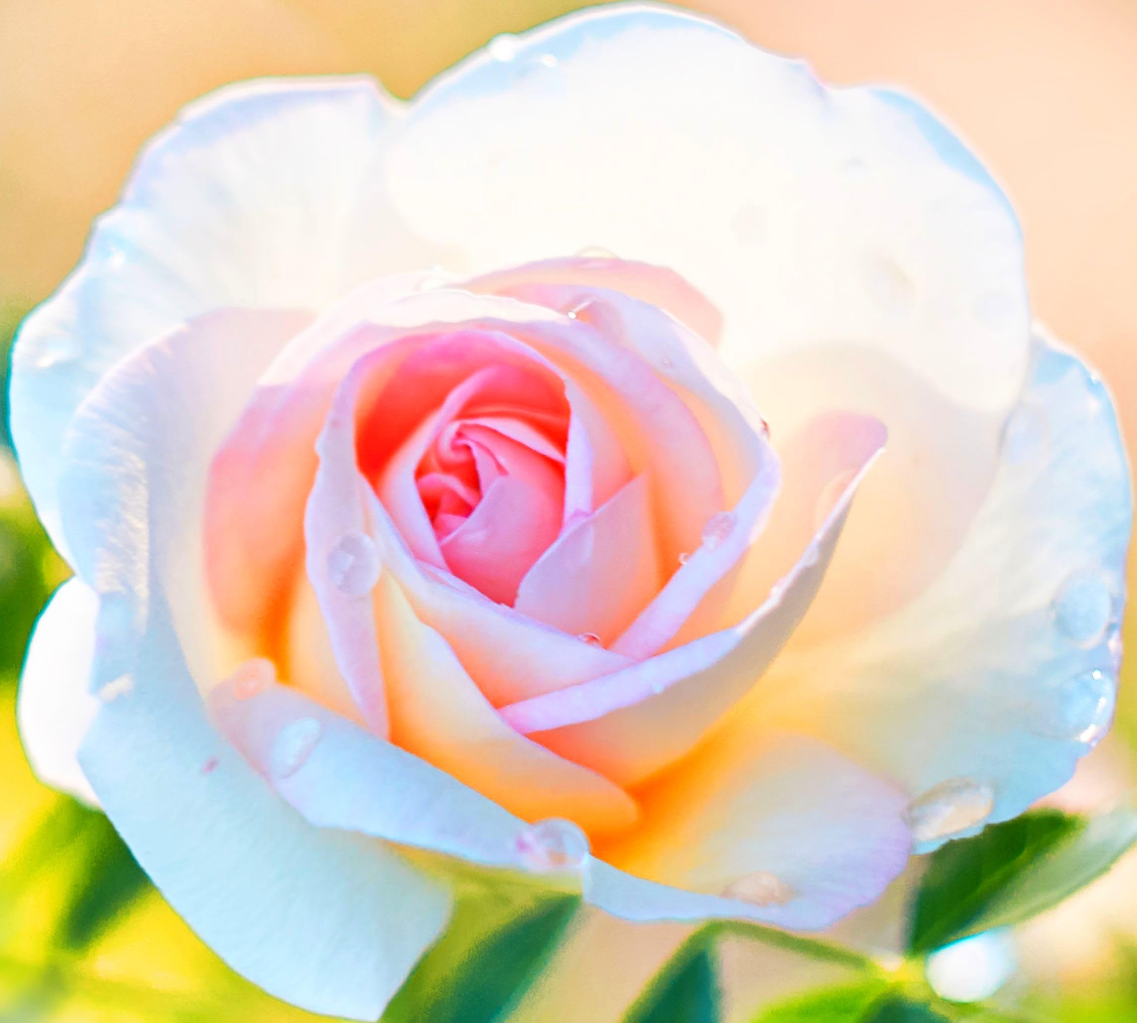 Amazon.com : 100 Pcs Premium Orange Roses Seeds - Climbing Large