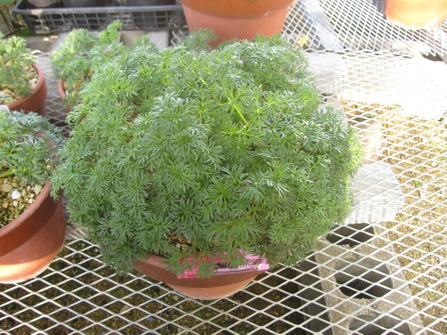 山野草 希少 カタオカソウ 15B 【公式通販】 山野草 希少 カタオカソウ 15B 【公式通販】