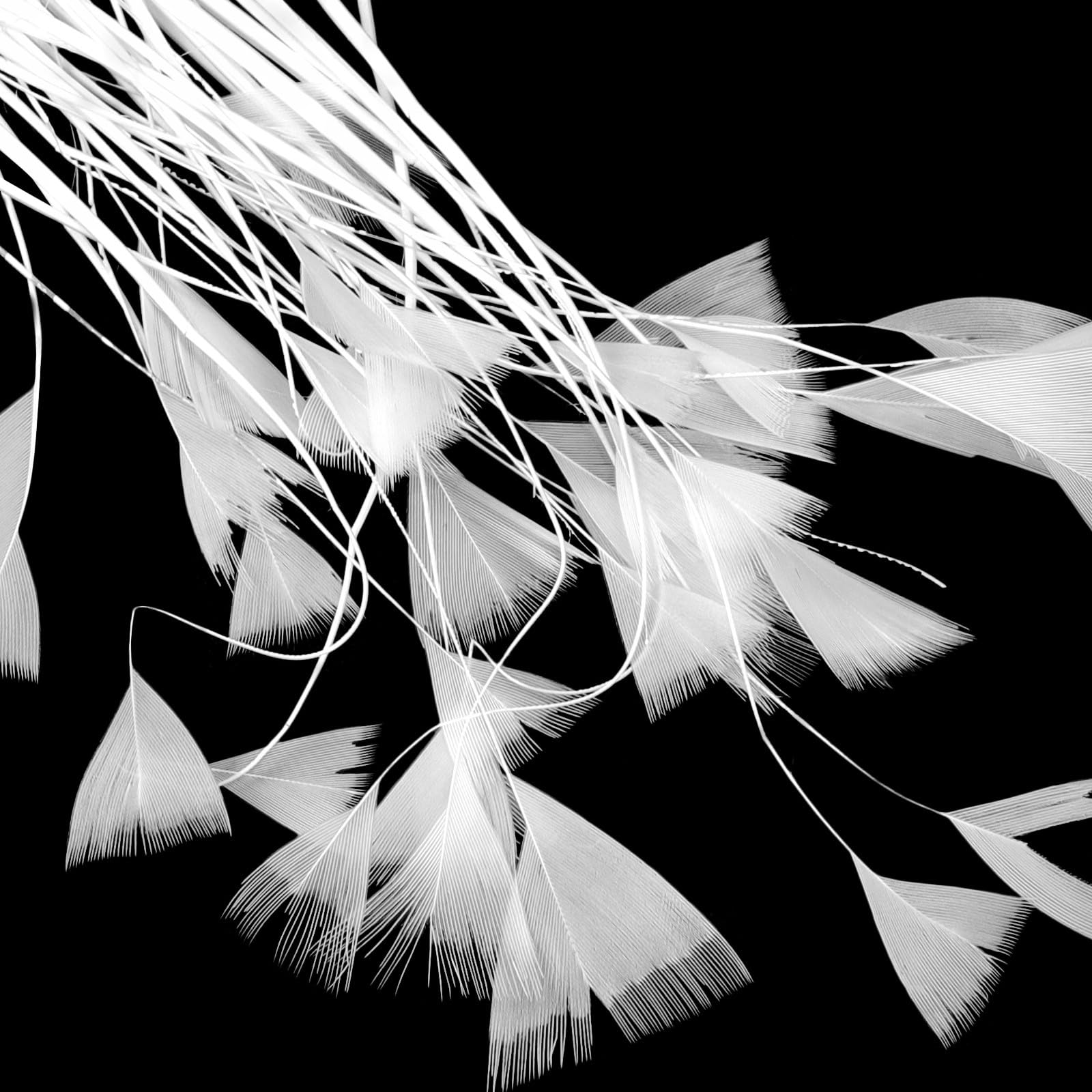 IDEANATEGRATE 50 Plumage Blanches Artificielles pour Décoration Mariage Champêtre, Accessoire Photobooth, Style Rustique, pour Fête ou Séance Photo