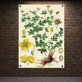 Potentilla erecta Rosaceae Plants Atlas Posters Retro Botanical Studies Banners Flags Wall Painting Art Home Decoration Tapestry Stickers 96x144 cm (38X57 inches) A13