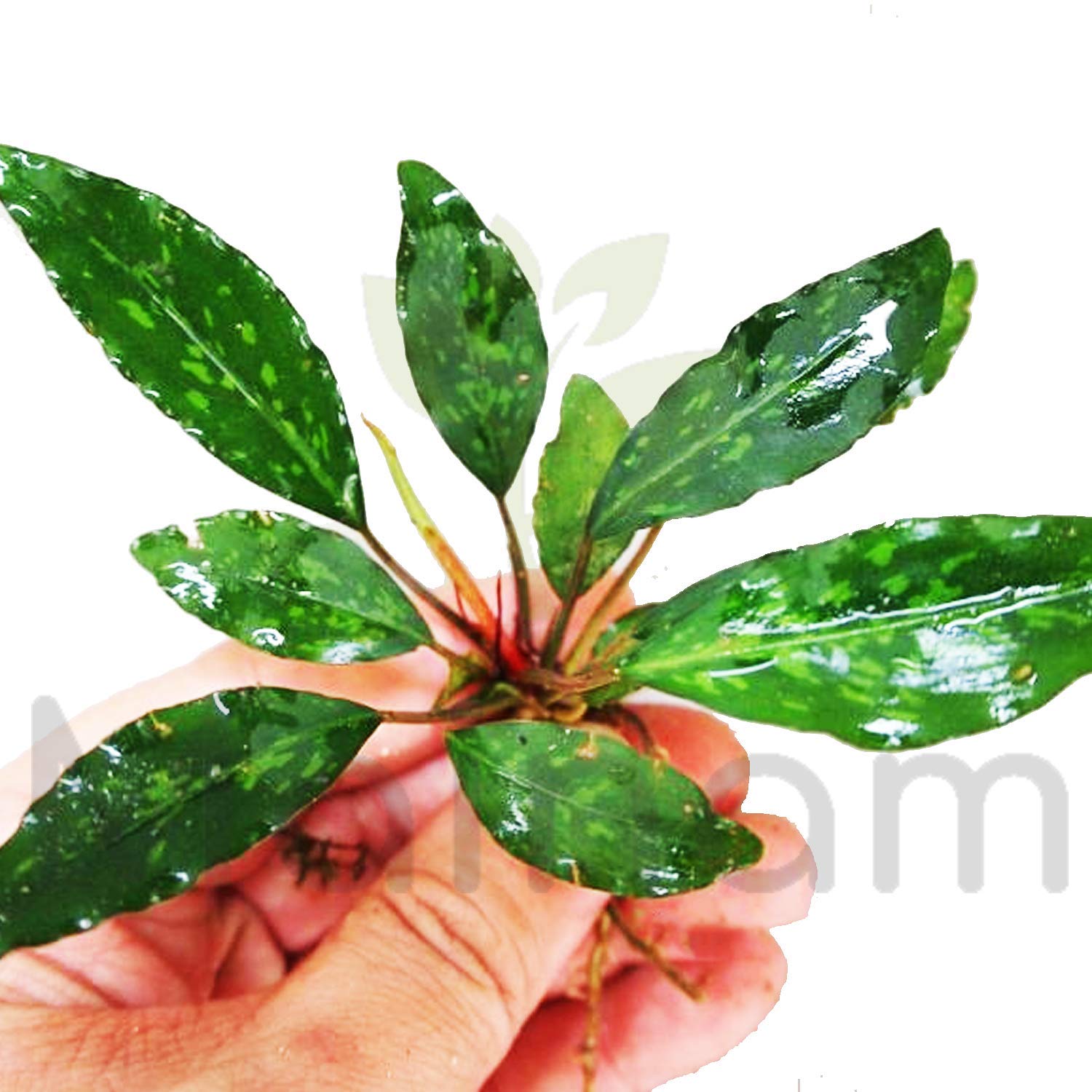 熱帯植物　Piptospatha sp. Pulau lingga SF Amazon.com: Piptospatha Ridleyi Potted Live Aquarium Plant Rare