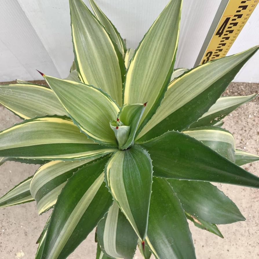 ブルーベリー アガベ【ジョーホーク大株１株鉢ごと発送】 ブルーベリー様専用 アガベ【ジョーホーク大株1株鉢ごと発送】