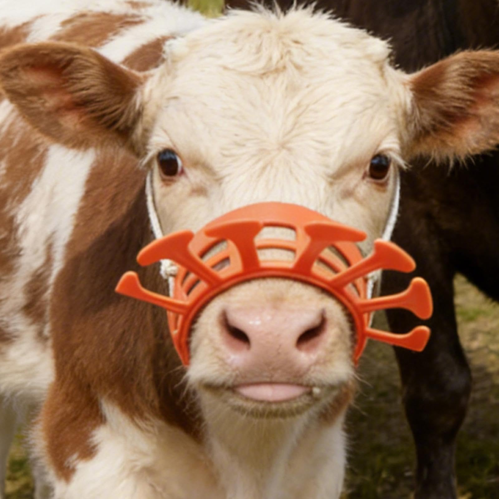 Strumento per lo svezzamento dei vitelli,Attrezzature per la gestione del bestiame anti-poppata | Pinze nasali a svezzamento per bovini | Per allevatori e gestori di mandrie transizione in ingrasso