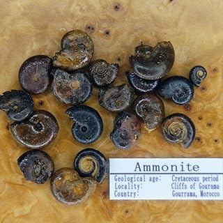 かわいい希少 赤ちゃんアンモナイト標本 ２