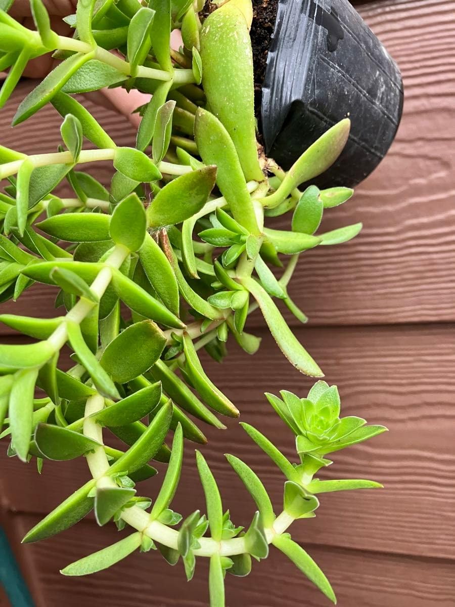 Amazon.co.jp: 紅葉祭り？抜き苗 ＋おまけ 多肉植物 セダム : DIY