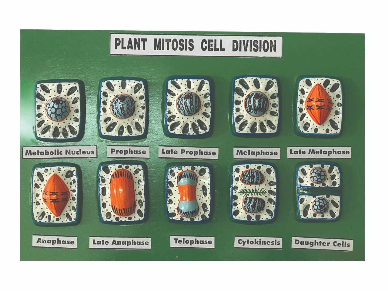 AI-Mitosis Model on Board/Biology Lab Model/Used in school and colleges for educational purpose /10" x15" (B09YNY6ZY4) Amazon Price History, Amazon Price Tracker