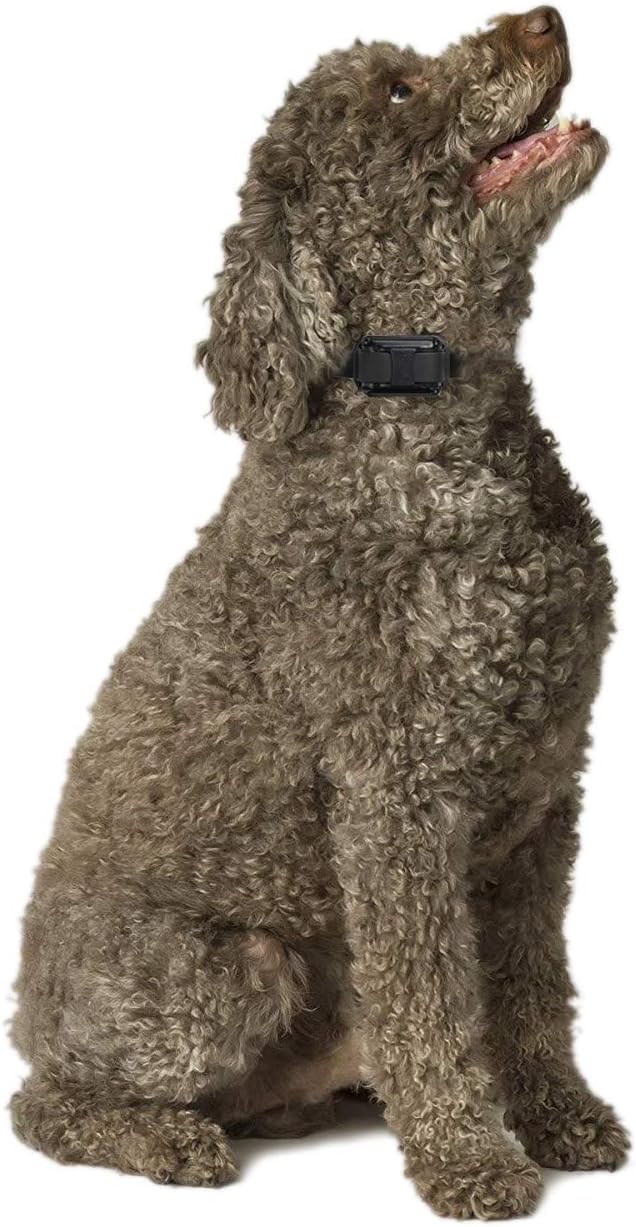 Educator E-Collar Humane Dog Training Collar with Remote - 100 Levels Safe Tapping Sensation Night Light Waterproof Rechargeable 3/4 Mile, includes Premium Finger Clicker for Small/Medium Dog, Yellow