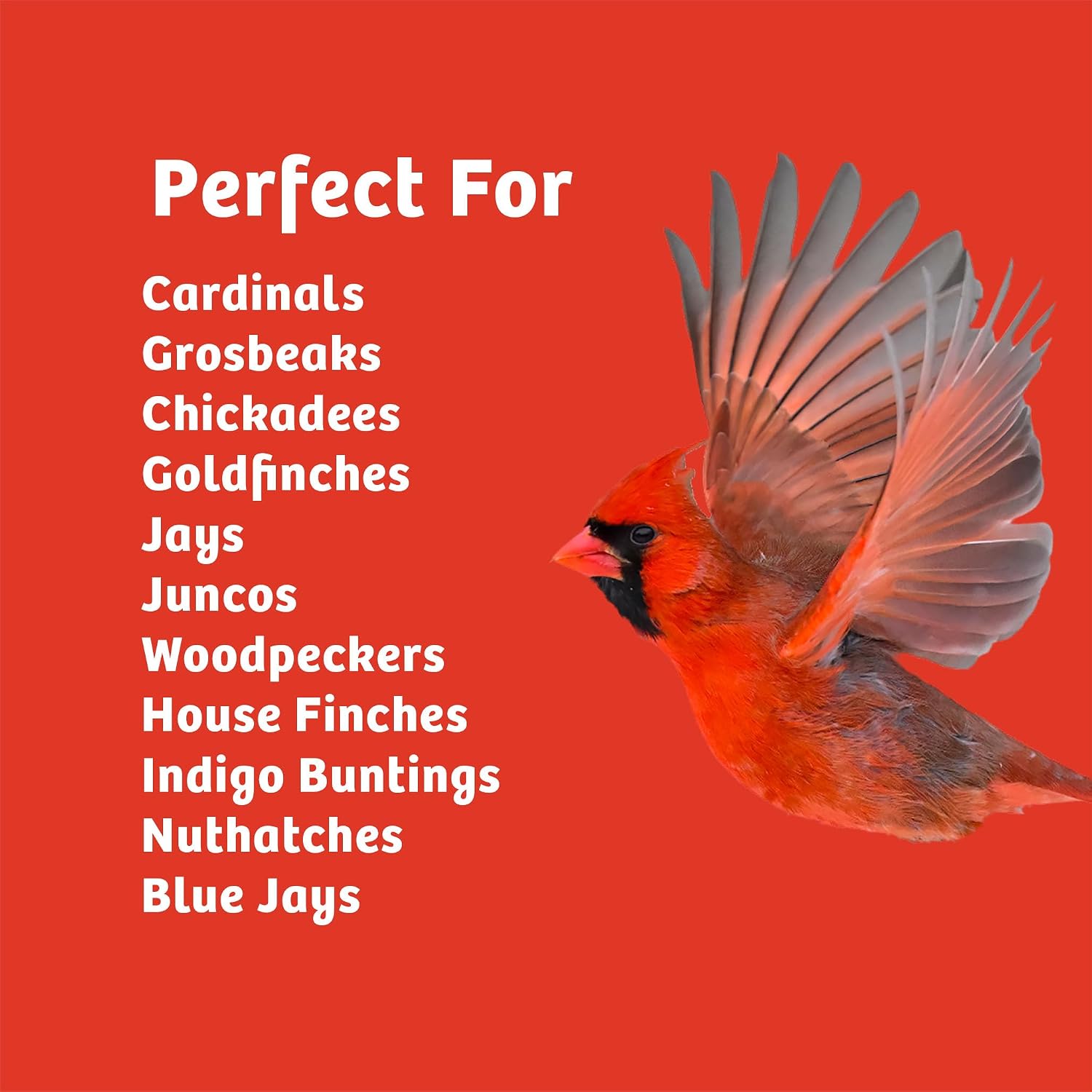 Birds Choice Cardinal's Cave Bird Seed | Wild Bird Food for Cardinals | High-Energy Mix of Black Oil Sunflower Seeds, Pecans & Millet | High Protein & Fat Backyard Feeders | 4.55 lbs (2-Pack)
