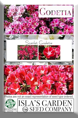 Miniatura 7 de Semillas de flores Scarlet Godetia  Más de 1500 semillas de flores altas cortadas por paquete, semillas de jardín de Isla, semillas sin OMG y
