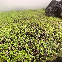 Amazon.co.jp: 水草の種 MINI LEAF SEED〈ミニリーフシード〉5g