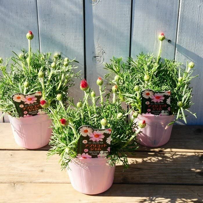 Amazon | ローダンセマム 苗 アプリコットジャム 3.5号 充実株 春花壇