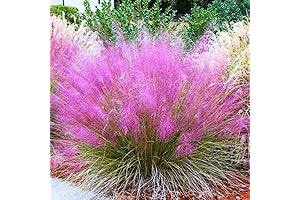 2 Pink Muhly Grass Live Plants For Sale