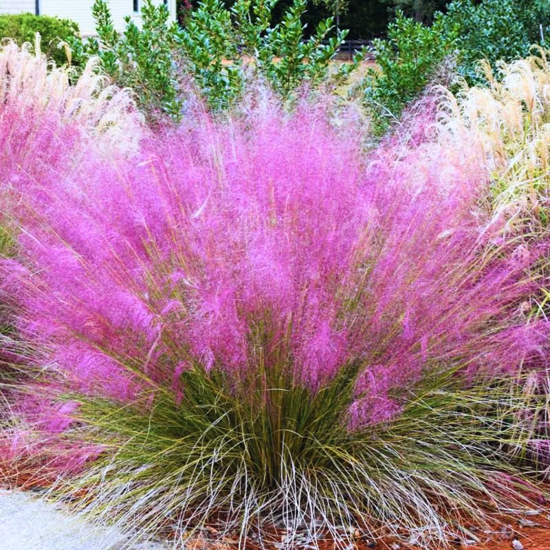 2 Muhly Grass Plants Live for Planting, Ornamental Grass Perennial Garden 5 to 9 Inch Height, Pink Grass Live Plants Clumps (Pink Muhly Grass)