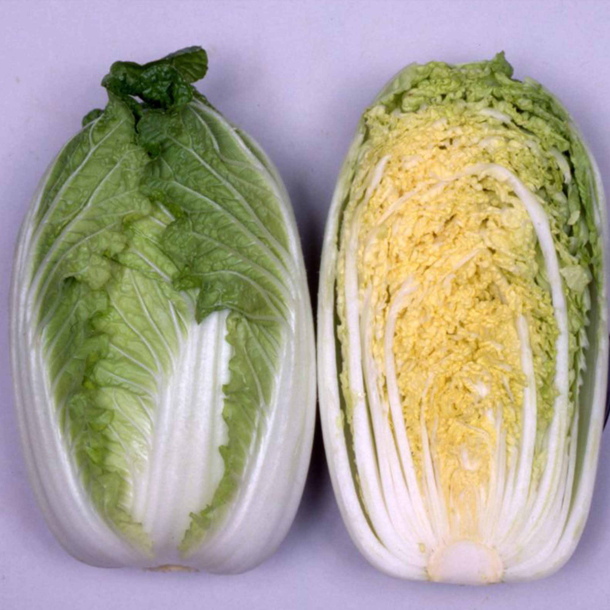 Chinese Cabbage Seeds - Mini Kisaku 50 - Hybrid - 1 g Packet ~410 Seeds - Non-GMO, F1 Hybrid - Asian Garden Vegetable