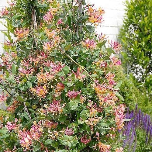 Miniatura 7 de QAUZUY GARDEN 200 semillas de madreselva Lonicera Común Europea Madreselva Woodbine Goldflame Semillas de vid - Hermosas paredes cubiertas de