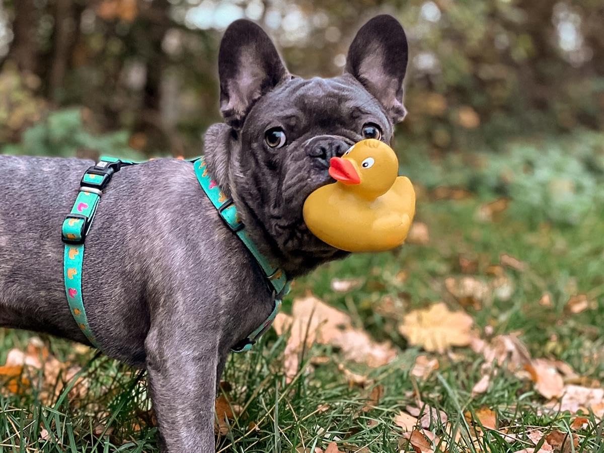 MAX & Molly Arnés para Perros en Forma de H, ultracómodo arnés de Neopreno para Perros Grandes, Ducklings/L, Acolchado, Seguro y Ultraligero, Comodidad para tu Fiel compañero