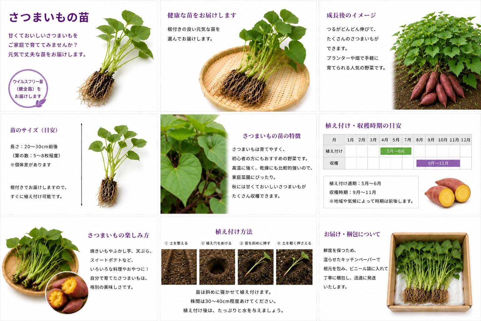 Amazon.co.jp: さつまいもの苗 あまはづきの苗 50本セット 切り苗