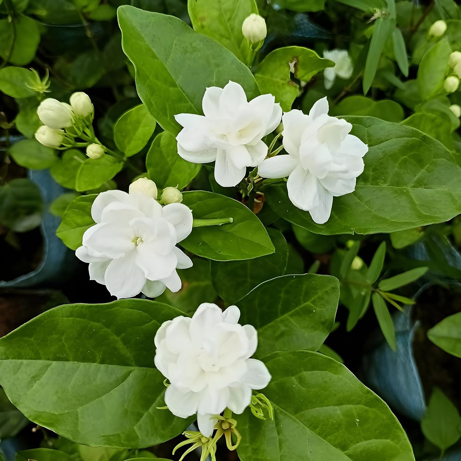 All Seasons Jasmine Flower Live Plant (Singel Pack of 1) Fragrant