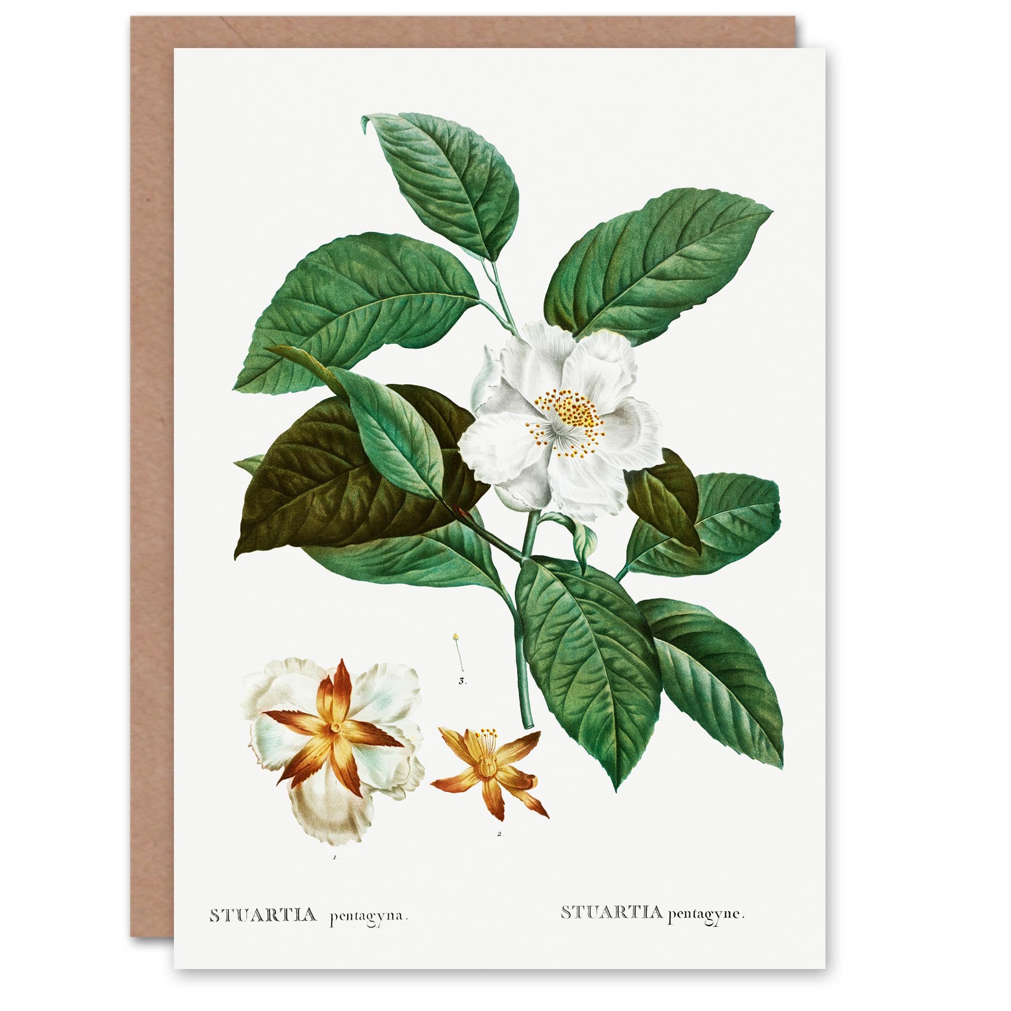 Artery8 Pierre-Joseph Redouté Art Card Mountain Camellia Flower