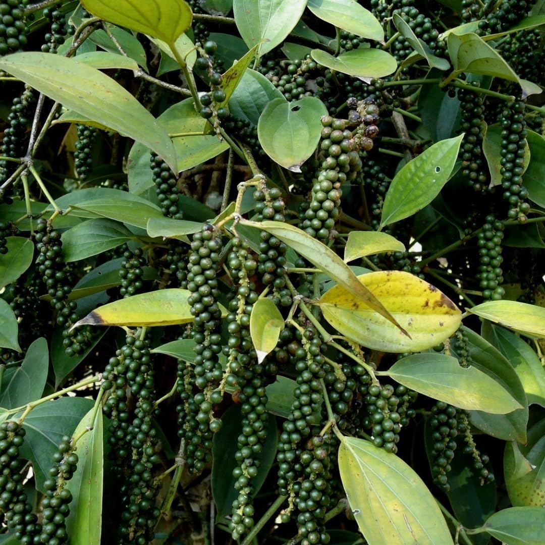 Nursery Live Rare Blackpepper Plant (Karimunda Pepper, Hybrid) Exotic 1 Live Spice Plant