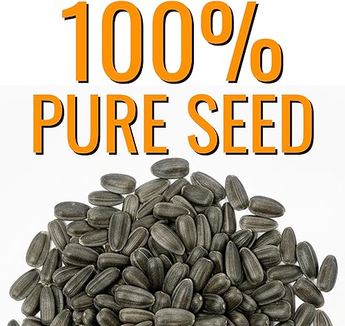 Miniatura 5 de Seed Needs, Tall Teddy - Semillas de girasol  100 semillas de reliquia para plantar Helianthus annuus  Flores de doble pétalo, atrae polinizadores