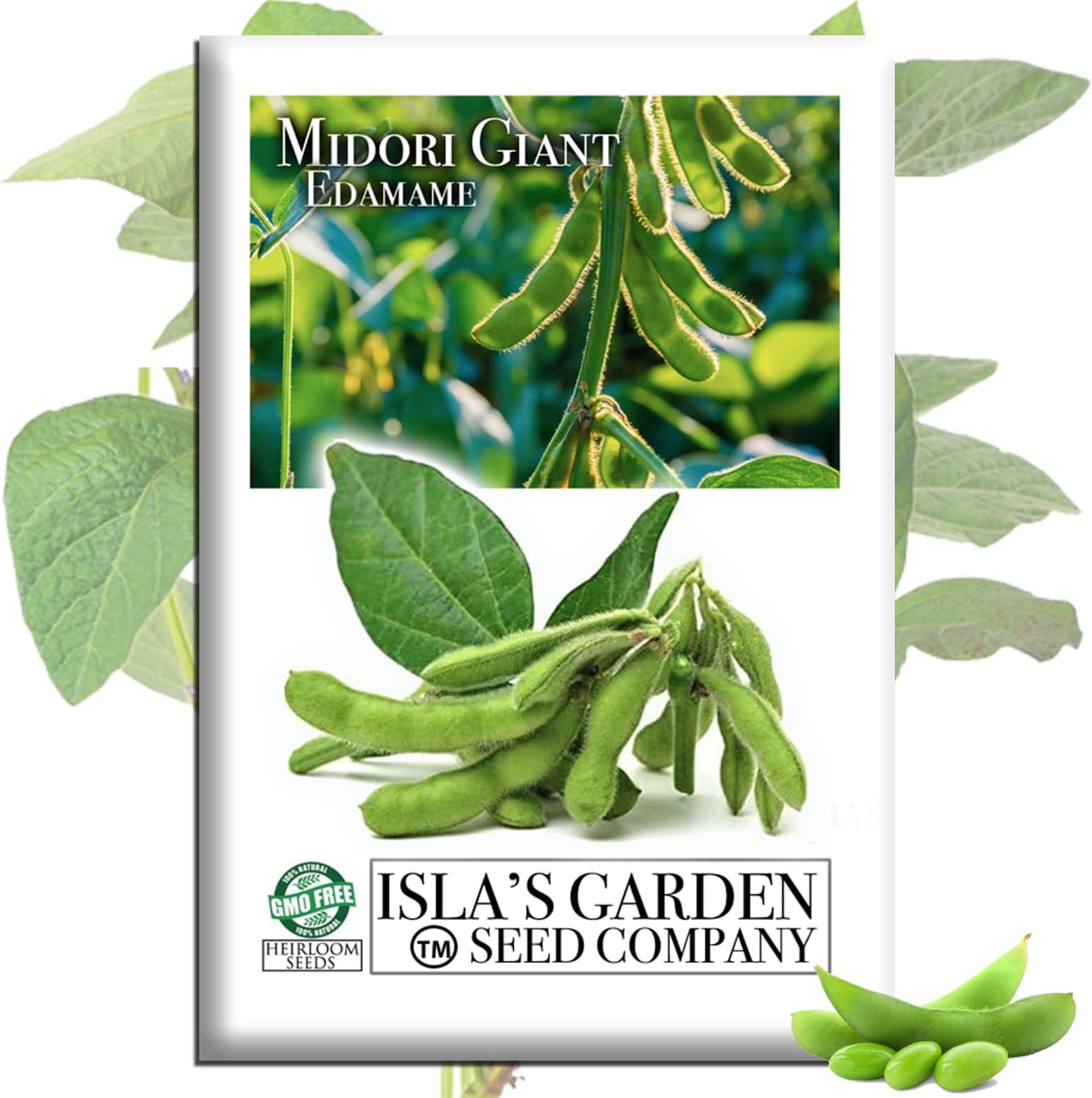 Midori Giant Edamame Seeds (Glycine max) โ 25+ Heirloom Non-GMO Seeds by Islaโs Garden Seeds, Large Tender Pods, High-Yield Soybeans, Ideal for Fresh Eating Boiling, Garden Beds Containers