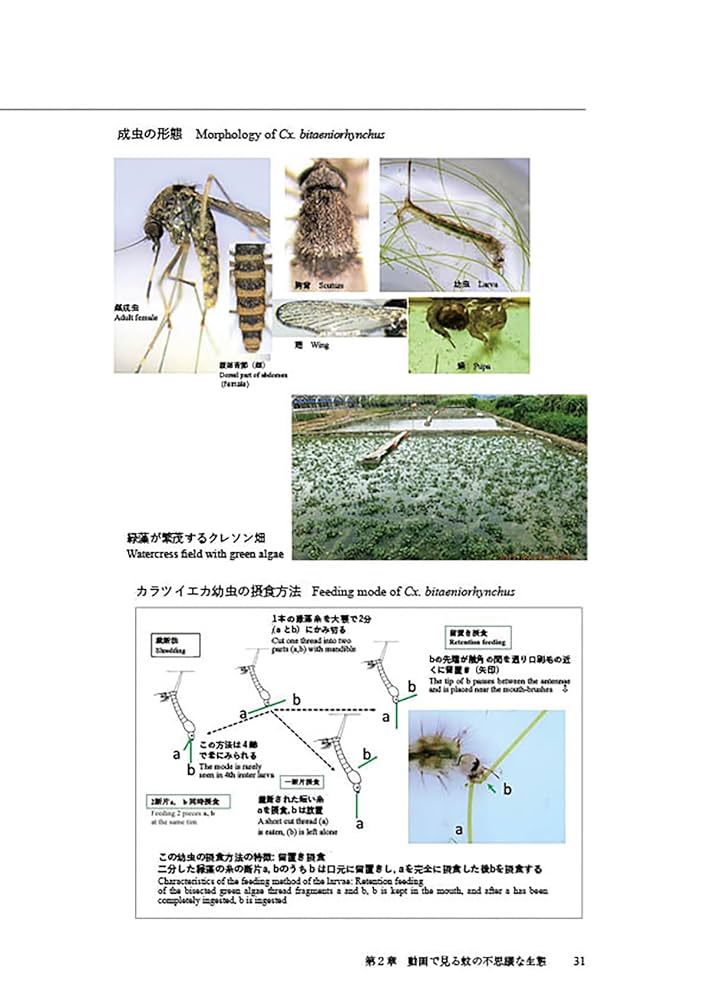 琉球列島の蚊の自然史/東海大学出版部/宮城一郎（単行本） 琉球列島の蚊: 動画で見る蚊の不思議な生態 | 宮城 一郎, 當間
