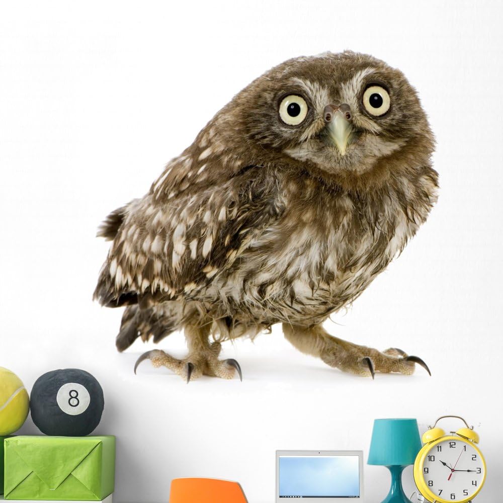 Wallmonkeys Young Owl Front White Wall Decal Peel and Stick Animal Graphics (48 in H x 48 in W) WM79746