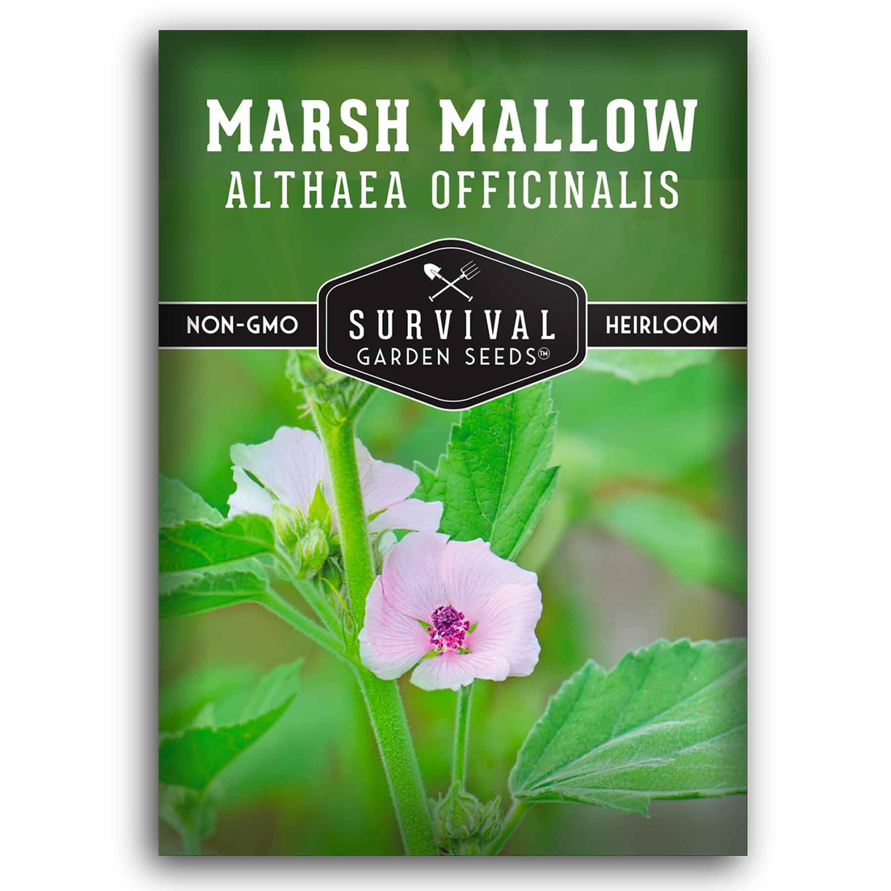 Marshmallow Seeds for Planting - Marsh Mallow Medicinal Herb, Althaea Officinalis, Traditional Root Plant for Herb Garden - Heirloom Non-GMO Open Pollinated - Survival Garden Seeds (1 Pack)