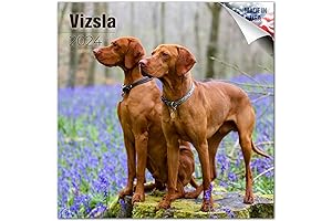 2023 Vizsla Dog Calendar: Wall Art and Planning Tool for Vizsla Lovers