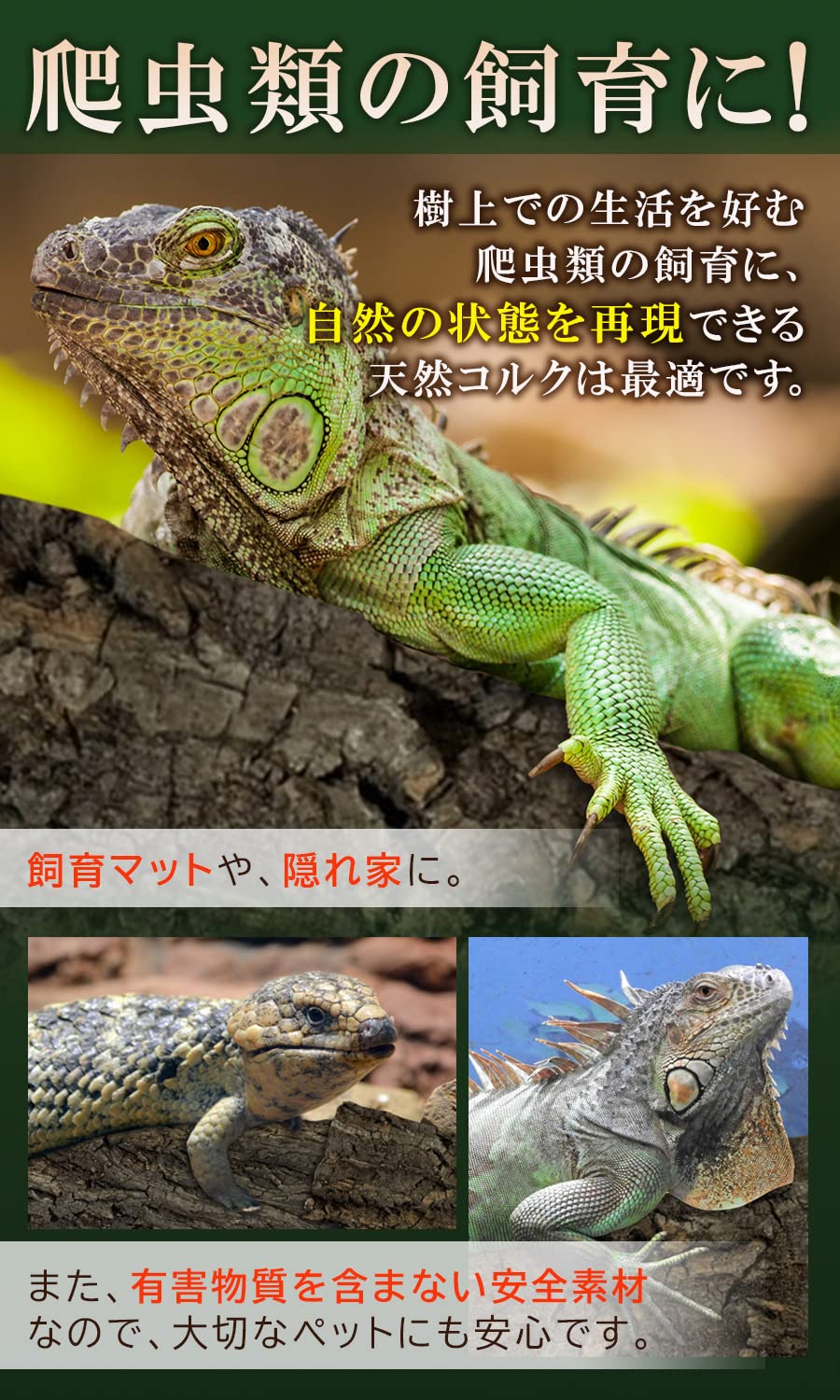 Amazon｜WinJapan 【訳あり】 コルク樹皮 B級品 着生 ビカクシダ 蘭 